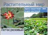 Заповедники и национальные парки России и мира Слайд: 14