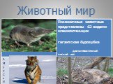 Заповедники и национальные парки России и мира Слайд: 17