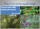 Заповедники и национальные парки России и мира Слайд: 18
