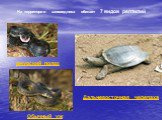 На территории заповедника обитает 7 видов рептилий. амурский полоз Обычный уж. Дальневосточная черепаха