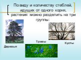 По виду и количеству стеблей, идущих от одного корня, растения можно разделить на три группы: Травы Деревья Кусты
