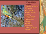 Капюшоновые попугаи. Обитает в Юго-Западной Австралии. Имеют яркую окраску. Иногда едят насекомых, семена хвойных деревьев, орехи, фрукты, зелень.