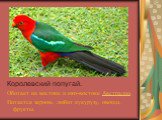 Королевский попугай. Обитает на востоке и юго-востоке Австралии. Питается зерном, любит кукурузу, овощи, фрукты.