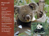 Большая часть территории региона относится к Индо-Малайской зоогеографической области. Преобладают лесные животные, приспособленные к жизни на деревьях. Животный мир Коала Панда