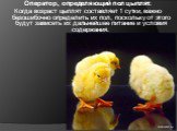 Оператор, определяющий пол цыплят. Когда возраст цыплят составляет 1 сутки, важно безошибочно определить их пол, поскольку от этого будут зависеть их дальнейшее питание и условия содержания.