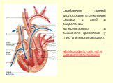 снабжение тканей кислородом (появление сердца у рыб и разделение артериального и венозного кровотока у птиц и млекопитающих). http://dic.academic.ru/dic.nsf/ntes/2812/МЛЕКОПИТАЮЩИЕ