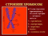 СТРОЕНИЕ ХРОМОСОМ. Схема строения хромосомы в поздней профазе — метафазе митоза: 1—хроматида; 2—центромера; 3—короткое плечо; 4—длинное плечо