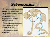 У человека хорошо развиты мышцы, удерживающие тело в разогнутом (вертикальном) положении. При расслаблении этих мышц тело сгибается под действием силы тяжести . Работа мышц
