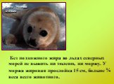 Белёк – тюлений детёныш. Без подкожного жира во льдах северных морей не выжить ни тюленю, ни моржу. У моржа жировая прослойка 15 см, больше ¼ веса всего животного.