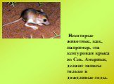 Некоторые животные, как, например, эта кенгуровая крыса из Сев. Америки, делают запасы только в дождливые годы.