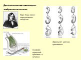 Доказательства эволюции: эмбриологические. Карл Бэр: закон зародышевого сходства. Асцидия: взрослый организм и личинка. Зародыши разных организмов