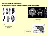 Доказательства эволюции: Морфологические (сравнительно-анатомические). Гомологичные и аналогичные органы. Атавизмы Рудименты