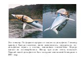 Это глиссер. По форме корпуса он похож на дельфина. Глиссер красив и быстро катается, имея возможность, натурально, по-дельфиньи играть в волнах, помахивая плавничком. Корпус сделан из поликарбоната. Мотор при этом очень мощный. Первый такой дельфинчег был построен компанией Innespace в 2001 году.