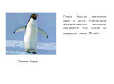 Птицы быстро двигаются даже в воде. Наблюдали антарктического пингвина, плывущего под водой со скоростью около 35 км/ч. Пингвин Адели