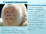 Альбинизм в животном мире. Свое необычное имя "Копито де Ньеве" (Снежок) получил потому, что он единственный на земле горилла-альбинос, и у него совершенно белоснежная окраска. Барселонский зоопарк приобрел уникальную гориллу-альбиноса, родившуюся в Гвинее, в 1966 году. Снежок прожил почти