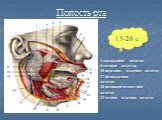Полость рта. 1-околоушная железа; 6-щечные железы; 10-передняя язычная железа; 17-подъязычная железа;                                 20-поднижнечелюстная железа;      23-задняя язычная железа. 15-20 с