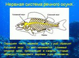 Нервная система речного окуня. Передняя часть нервной трубки у рыб образует головной мозг. От него начинается длинный спинной мозг, проходящий в канале, который образуют слившиеся верхние дуги позвонков.