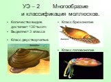 УЭ – 2 Многообразие и классификация моллюсков. Количество видов достигает 130 тысяч Выделяют 3 класса. Класс брюхоногие. Класс двустворчатые. Класс головоногие