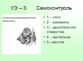 УЭ – 3 Самоконтроль. 1 – нога 2 – раковина 3 – дыхательное отверстие 4 – щупальца 5 - мантия