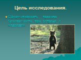 Цель исследования. Сформулировать правила безопасности при встрече с медведем.