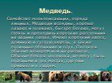 Медведь. Семейство млекопитающих, отряда хищных. Медведи всеядны, хорошо лазают и плавают, быстро бегают, могут стоять и проходить короткие расстояния на задних лапах. Имеют короткий хвост, длинную и густую шерсть, а также отличные обоняние и слух. Охотятся обычно вечером или на рассвете. Обычно боя