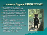 ...и наши бурые КАМЧАТСКИЕ! У камчатского бурого медведя в естественной среде обитания нет врагов. Растёт и увеличивает массу на протяжение всей жизни. Продолжительность жизни 25-35 лет. Самцы и самки примерно одного размера. У медвежат в первый год жизни бывают белые «ошейники» или «галстуки». Пере