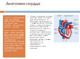 Анатомия сердца.  Сердце - полый мышечный орган, выполняющий функцию насоса. У взрослого его объем и масса составляют в среднем 600-800 см3 и 250- 330 г Сердце состоит из четырех камер – левого предсердия (ЛП), левого желудочка (ЛЖ), правого предсердия (ПП) и правого желудочка (ПЖ), все они разделен