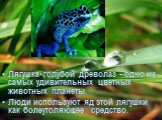 Лягушка голубой древолаз - одно из самых удивительных цветных животных планеты. Люди используют яд этой лягушки как болеутоляющее средство.