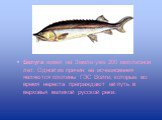 Белуга живёт на Земле уже 200 миллионов лет. Одной из причин её исчезновения являются плотины ГЭС Волги, которые во время нереста преграждают ей путь в верховья великой русской реки.