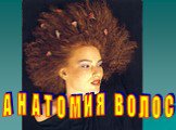 АНАТОМИЯ ВОЛОС