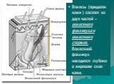 Волосы (придаток кожи ) состоят из двух частей – волосяного фолликула и волосяного стержня. Волосяной фолликул находится глубоко в жировом слое кожи.