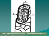 Схема. Строение стержня волоса 1 — мозговое вещество; 2 — кожица; 3 — корковое вещество
