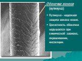 Оболочка волоса (кутикула) Кутикула - надежная защита волоса извне. Целостность оболочки нарушается при химической завивке, окрашивании, инсоляции.