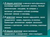 В стадии анагена в нижнюю часть фолликула (луковицы) вдается волосяной сосочек, богатый кровеносными сосудами, по которым к постоянно делящимся клеткам луковицы поступает питание и кислород. В катагене питание волоса нарушается, волос продвигается кверху, отдаляясь от сосочка. Происходит постепенная