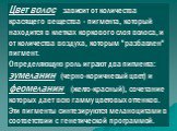 Цвет волос зависит от количества красящего вещества - пигмента, который находится в клетках коркового слоя волоса, и от количества воздуха, которым "разбавлен" пигмент. Определяющую роль играют два пигмента: эумеланин (черно-коричневый цвет) и феомеланин (желто-красный), сочетание которых 