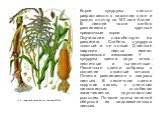 Корни кукурузы сильно разрастаются в пахотном слое и уходят в почву на 150 см и более. В нижней части стебля развиваются крупные придаточные корни. Окучивание способствует их развитию. Стебель кукурузы толстый и не полый. Длинные широкие листья имеют параллельное жилкование.	У кукурузы цветки двух т