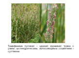 Тимофеевка луговая - ценная кормовая трава с узким, цилиндрическим, колосовидным соцветием - султаном.