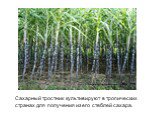 Сахарный тростник культивируют в тропических странах для получения из его стеблей сахара. http://fitoapteka.org/herbs-s/2958-saharnui-trostnik