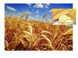 Яровая пшеница. http://desc.agro.ru/desc/desc_info.aspx?id=6550. http://www.korovay.lg.ua/news/archive07.html