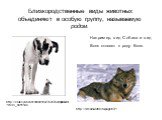 Например, вид Собака и вид Волк относят к роду Волк. http://dreamworlds.ru/page/872/. http://clubs.ya.ru/4611686018427429769/replies.xml?item_no=1196. Близкородственные виды животных объединяют в особую группу, называемую родом.