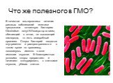 Что же полезного в ГМО? В качестве альтернативы лечения раковых заболеваний генетики предложили почвенную бактерию Сlostridium novyi-NT-микроорганизм, обитающий в почве, не выносящий кислорода, то есть анаэробный организм. Споры бактерий вводятся внутривенно и распространяются с током крови по орган