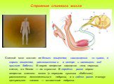 Спинной мозг состоит из белого вещества, находящегося по краям, и серого вещества, расположенного в центре и имеющего вид крыльев бабочки. В сером веществе находятся тела нервных клеток, а в белом — их отростки. В передних рогах серого вещества спинного мозга (в передних крыльях «бабочки») расположе