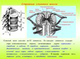 Спинной мозг состоит из 31 сегмента. От каждого сегмента отходит пара спинномозговых нервов, начинающихся двумя корешками — передним и задним. В передних корешках проходят двигательные волокна, а чувствительные волокна входят в спинной мозг через задние корешки и оканчиваются на вставочных и исполни