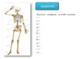 ЗАДАНИЕ. Запиши название костей скелета: 1 – 2 – 3 – 4 – 5 – 6 – 7 – 8 – 9 – 10 - 11 – 12 -