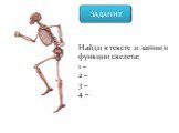 Найди в тексте и запиши функции скелета: 1 – 2 – 3 – 4 –
