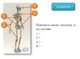 Напиши части скелета и их состав: 1 – 2 – 3 – 4 –. 1 3 2 4
