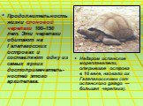Продолжительность жизни слоновой черепахи 100–150 лет. Эти черепахи обитают на Галапагосских островах и составляют одну из самых ярких достопримечатель-ностей этого архипелага. Недаром испанские мореплаватели, открывшие острова в 16 веке, назвали их Галапагосскими (от испанского galago — большая чер