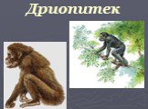 Эволюция приматов Слайд: 10