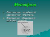 Метафаза. Образование метафазной хромосомной пластинки Завершение образования веретена деления