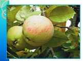 6) Решение задачи. Росли в Кощеевом саду золотые и серебряные яблоки. Всего 20. Кощей сорвал – 9 яблок. Сколько осталось молодильных яблок?